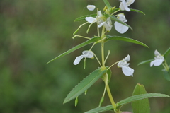 Impatiens kodachadriensis